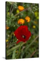 Fez, Morocco. Red poppy and orange flowers in a field-Jolly Sienda-Stretched Canvas