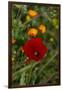 Fez, Morocco. Red poppy and orange flowers in a field-Jolly Sienda-Framed Photographic Print