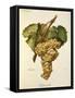 Fiano Grape-A. Kreyder-Framed Stretched Canvas