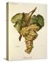 Fiano Grape-A. Kreyder-Stretched Canvas