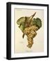 Fiano Grape-A. Kreyder-Framed Giclee Print