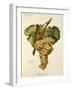 Fiano Grape-A. Kreyder-Framed Giclee Print