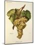 Fiano Grape-A. Kreyder-Mounted Giclee Print