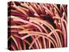 Fibers of a Toothbrush-Micro Discovery-Stretched Canvas