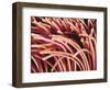 Fibers of a Toothbrush-Micro Discovery-Framed Photographic Print