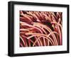 Fibers of a Toothbrush-Micro Discovery-Framed Photographic Print