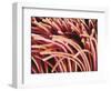 Fibers of a Toothbrush-Micro Discovery-Framed Photographic Print