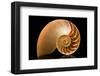 Fibonacci Pattern in a Shell-null-Framed Art Print