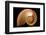 Fibonacci Pattern in a Shell-null-Framed Art Print