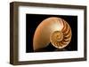 Fibonacci Pattern in a Shell-null-Framed Art Print