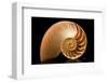 Fibonacci Pattern in a Shell-null-Framed Art Print