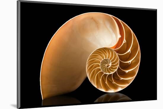 Fibonacci Pattern in a Shell-null-Mounted Art Print