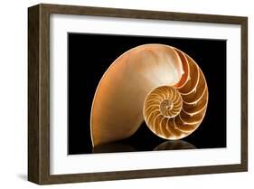 Fibonacci Pattern in a Shell-null-Framed Art Print