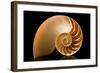 Fibonacci Pattern in a Shell-null-Framed Art Print