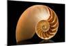 Fibonacci Pattern in a Shell-null-Mounted Art Print