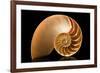 Fibonacci Pattern in a Shell-null-Framed Art Print