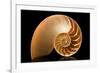 Fibonacci Pattern in a Shell-null-Framed Art Print