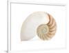 Fibonacci Pattern in a Shell-null-Framed Premium Giclee Print