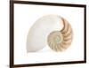 Fibonacci Pattern in a Shell-null-Framed Premium Giclee Print