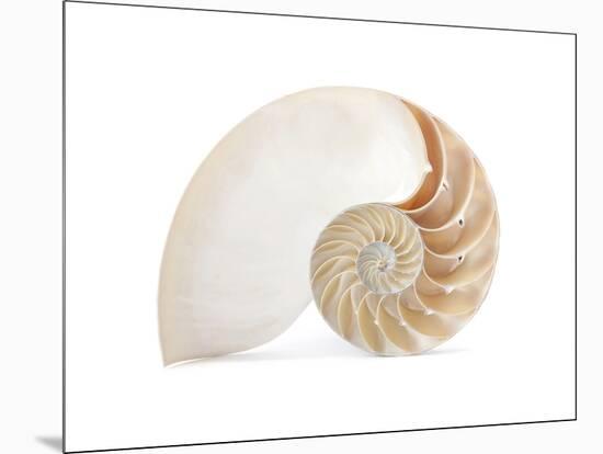 Fibonacci Pattern in a Shell-null-Mounted Premium Giclee Print