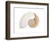 Fibonacci Pattern in a Shell-null-Framed Art Print