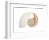 Fibonacci Pattern in a Shell-null-Framed Art Print