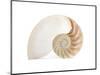 Fibonacci Pattern in a Shell-null-Mounted Art Print