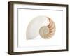 Fibonacci Pattern in a Shell-null-Framed Art Print