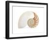 Fibonacci Pattern in a Shell-null-Framed Art Print