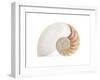 Fibonacci Pattern in a Shell-null-Framed Art Print