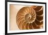 Fibonacci Pattern in a Shell-null-Framed Premium Giclee Print