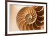 Fibonacci Pattern in a Shell-null-Framed Premium Giclee Print