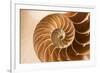 Fibonacci Pattern in a Shell-null-Framed Premium Giclee Print