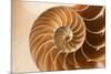 Fibonacci Pattern in a Shell-null-Mounted Premium Giclee Print