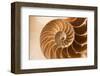 Fibonacci Pattern in a Shell-null-Framed Art Print