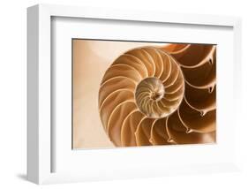 Fibonacci Pattern in a Shell-null-Framed Art Print