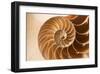 Fibonacci Pattern in a Shell-null-Framed Art Print