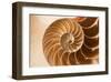 Fibonacci Pattern in a Shell-null-Framed Art Print