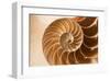 Fibonacci Pattern in a Shell-null-Framed Art Print