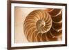 Fibonacci Pattern in a Shell-null-Framed Art Print