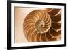 Fibonacci Pattern in a Shell-null-Framed Art Print