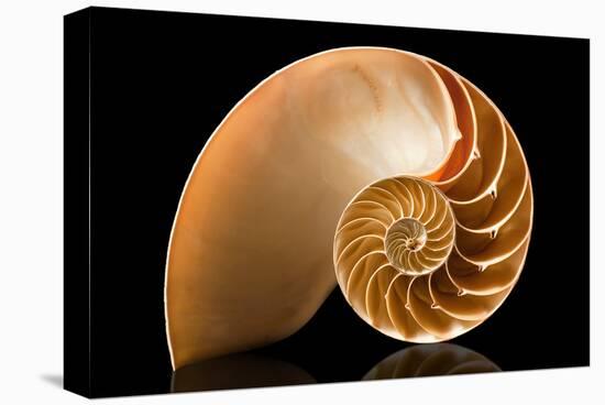 Fibonacci Pattern in a Shell-null-Stretched Canvas