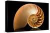 Fibonacci Pattern in a Shell-null-Stretched Canvas