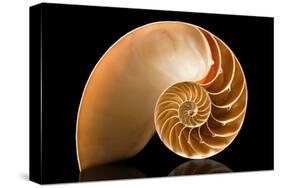 Fibonacci Pattern in a Shell-null-Stretched Canvas