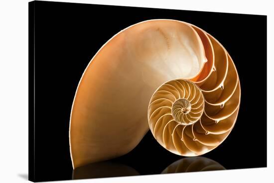 Fibonacci Pattern in a Shell-null-Stretched Canvas