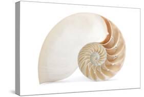 Fibonacci Pattern in a Shell-null-Stretched Canvas