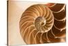 Fibonacci Pattern in a Shell-null-Stretched Canvas