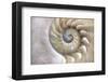 Fibonacci Pattern in Shell-null-Framed Art Print