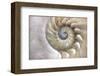 Fibonacci Pattern in Shell-null-Framed Art Print