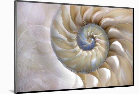 Fibonacci Pattern in Shell-null-Mounted Art Print